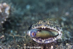 lizard fish trying to have dinner. taken in lembeh strait... by Marc Kuiper 